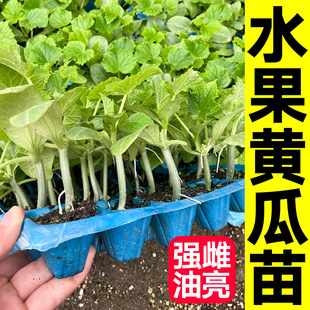 全雌油亮水果黄瓜苗秧鲜花高产小黄瓜种子带土球四季春秋盆栽庭院