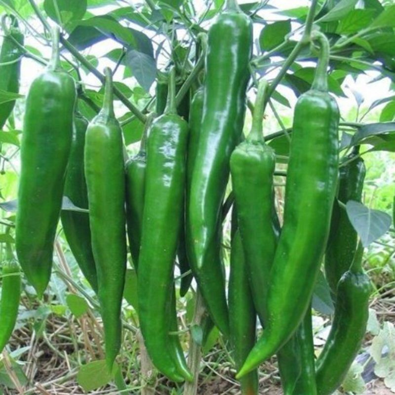 正宗樟树港辣椒苗韩国青阳