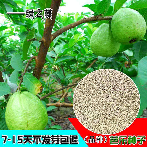 芭乐种子 土芭乐苗种砖木头珍珠芭乐红白嫁接头番石榴水果种籽
