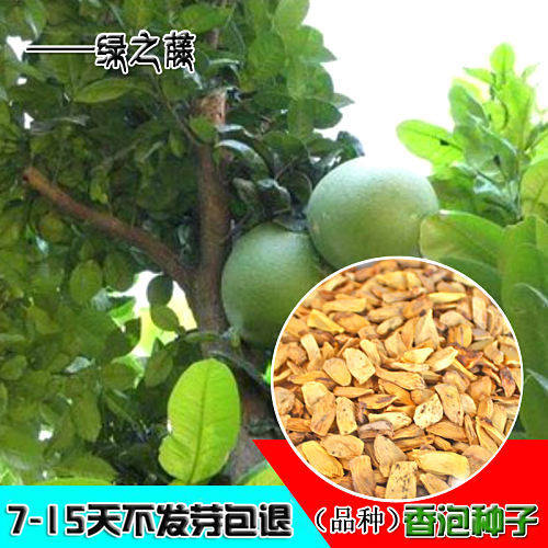 香泡树种子种籽别称枸橼果树苗木种子常绿灌木或小乔木种子