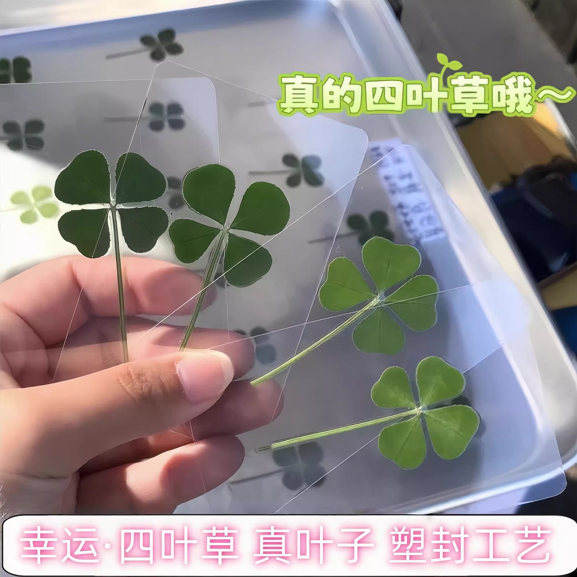 四叶草标本小红书同款幸运