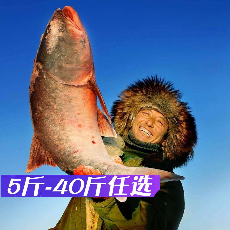 【产地直发】查干湖胖头鱼淡水鱼冬捕胖头淡水大鱼年货送礼