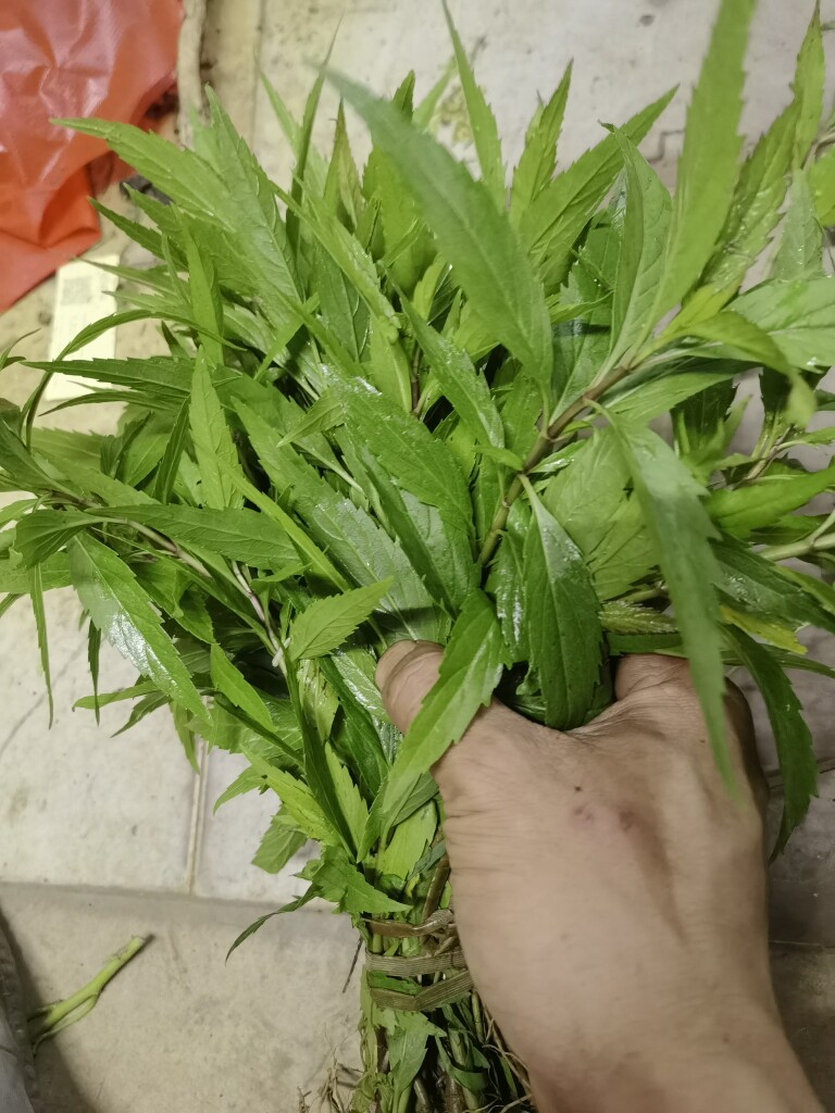 现采新鲜泽兰 小叶尖尾枫 佩兰 细叶珠珠草 500克