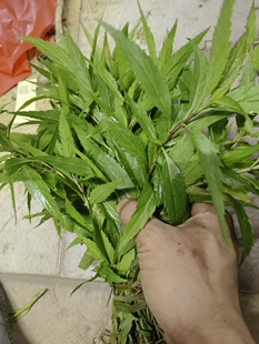 现采新鲜泽兰 小叶尖尾枫 佩兰 细叶珠珠草 500克