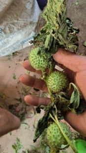 多年木本曼陀罗果毛曼陀罗根毛曼陀罗枝叶马兰花500克