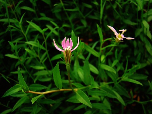 新鲜现采 半边莲 细米草新鲜500克