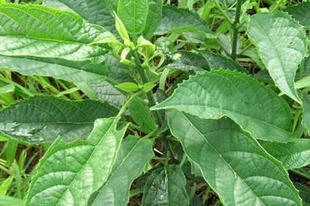 现采大青叶 臭青草新鲜 500克