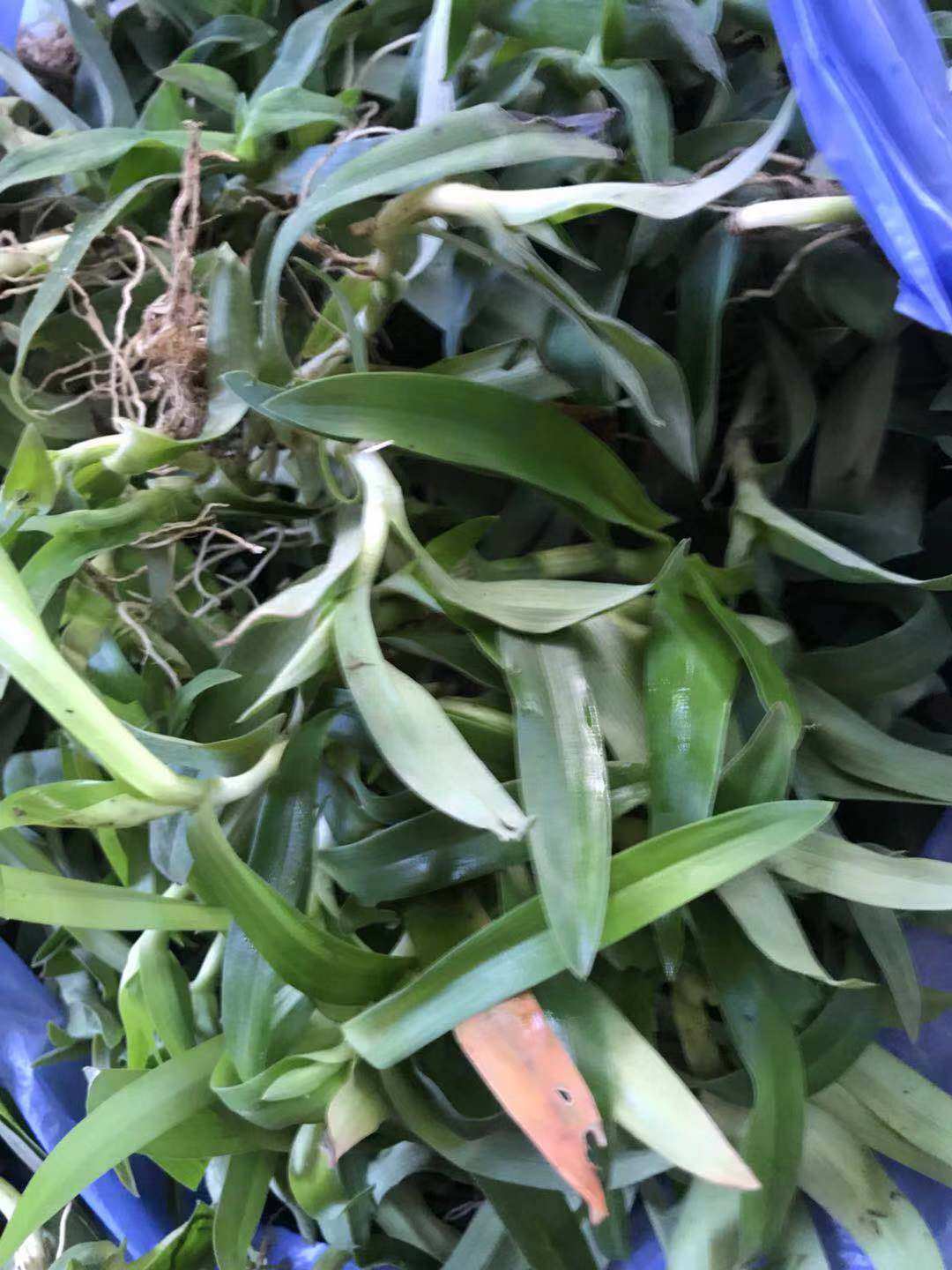 新鲜现采 化核草 围夹草 痰火草   500g新鲜