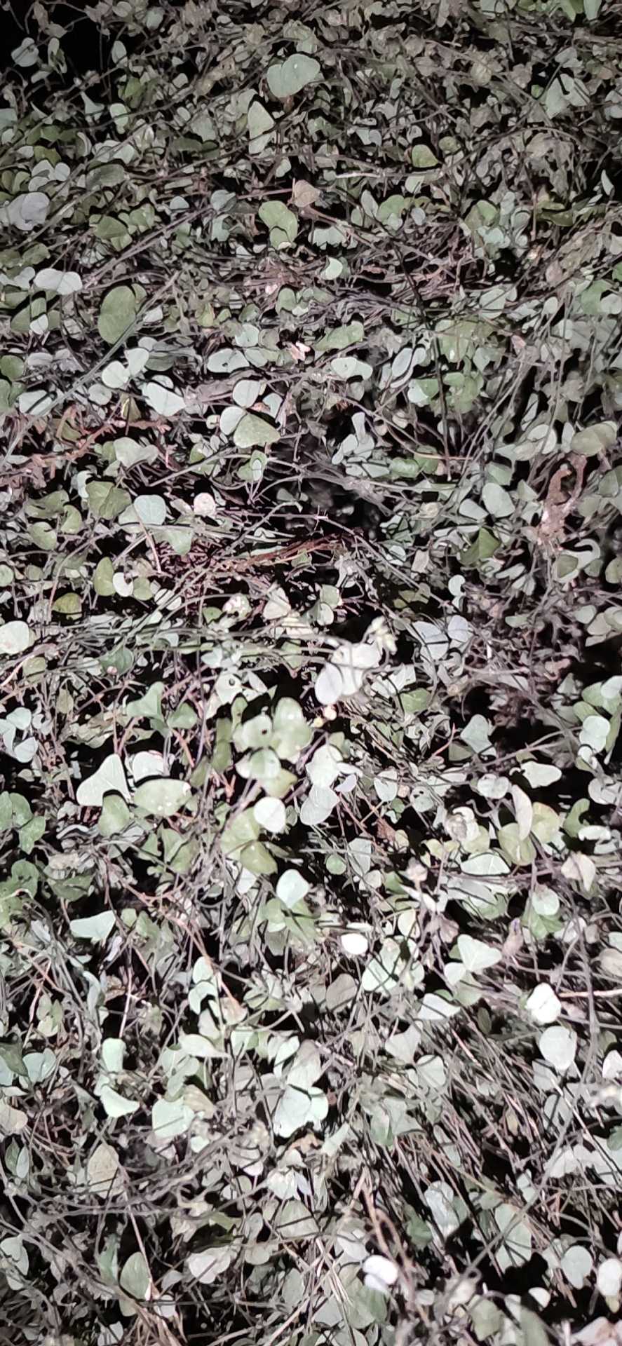 野生干品 腰子草 化石草 小种猪腰草 500克