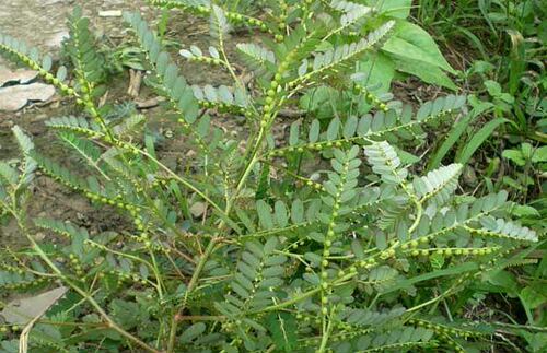 野生新鲜现采珍珠草 叶下珠新鲜 500克
