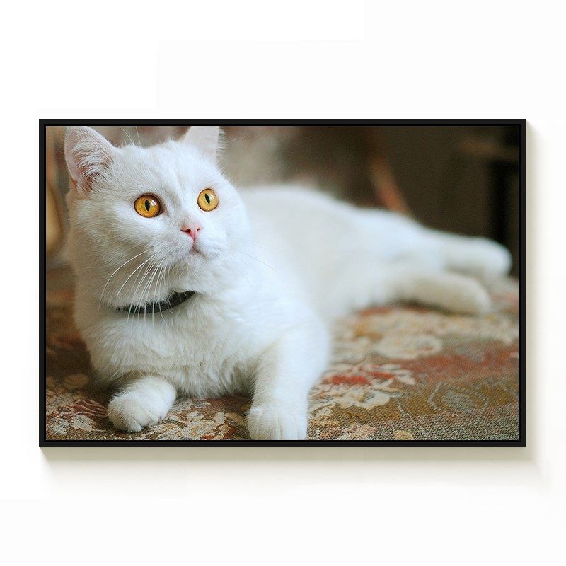 猫咪数字油画填色diy手工打发时间颜料涂色画手绘填充丙烯装饰画图片