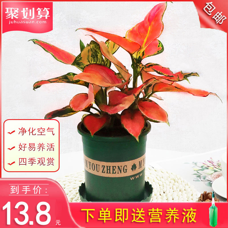 水万年青盆栽多少钱 水万年青盆栽优惠券免费领取 有条鱼