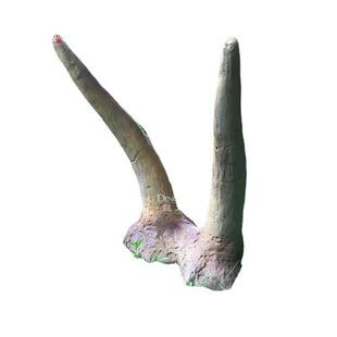 恐龙化石蛋化石角森林主题乐园仿真恐龙化石骨架大型生产厂家