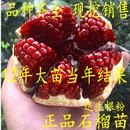 石榴树树苗突尼斯软籽庭院果树盆栽南方北方种植特大无籽石榴树苗