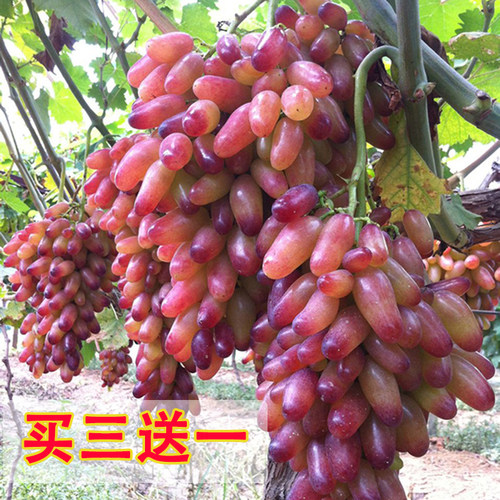 四季南方种植无籽室外果树苗