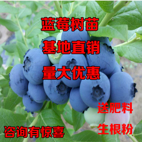 蓝莓盆栽地栽南方庭院种植果树苗