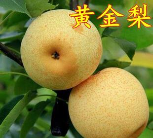 梨树果苗嫁接特大早酥红梨黄金梨南方北方种植地栽果树苗当年结果