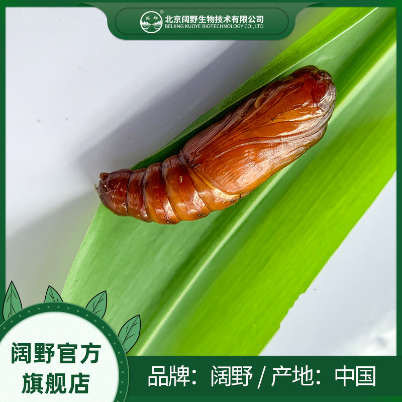 黏虫害虫活体天敌食物科研实验专用
