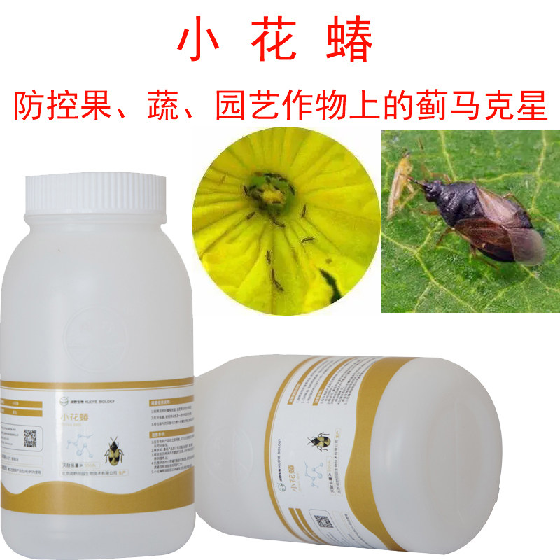 东亚小花蝽捕食性天敌绿色防控除蓟马蚜虫粉虱叶螨卵幼虫害虫推荐