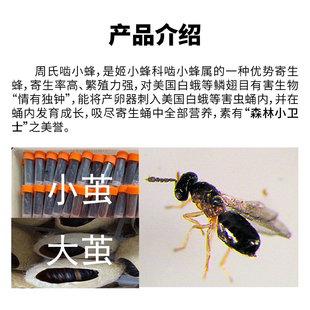 周氏啮小蜂寄生性天敌防治美国白蛾俗称毛毛虫蛾类等鳞翅目害虫