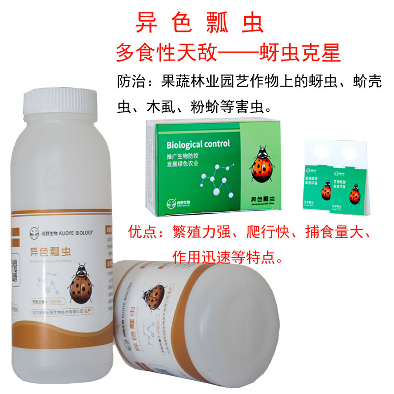 天敌昆虫异色瓢虫卵卡活体捕食防治果蔬园艺花卉蚜虫介壳虫等害虫