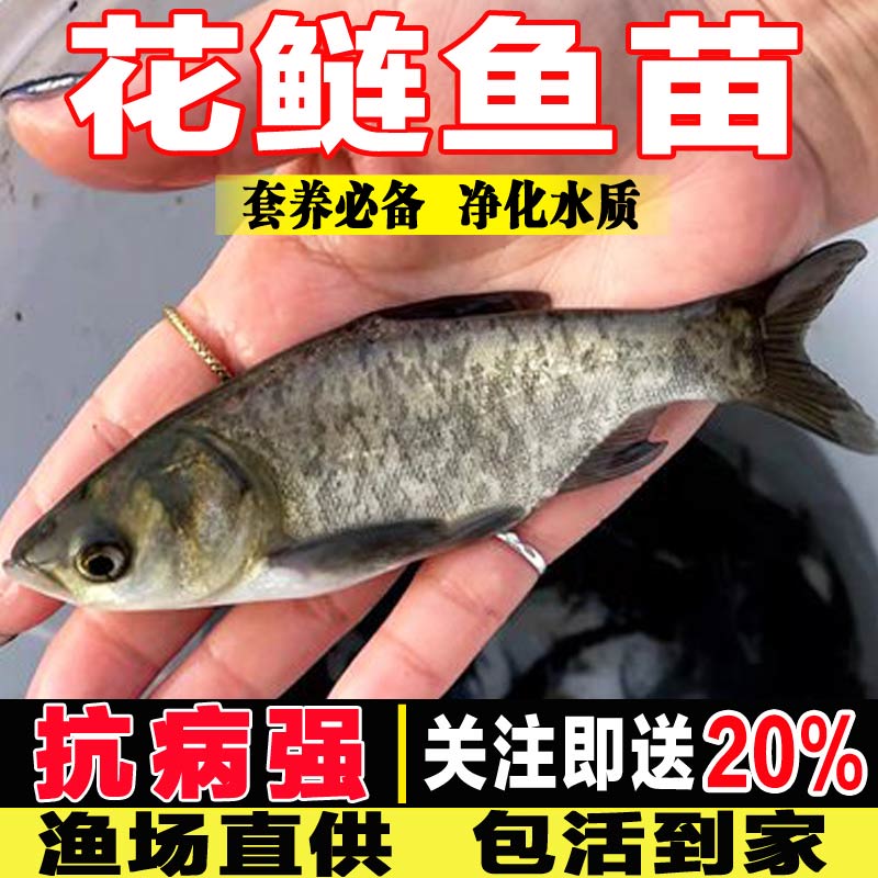 大花鲢鱼苗淡水好养殖半斤鲢鳙鱼苗胖...