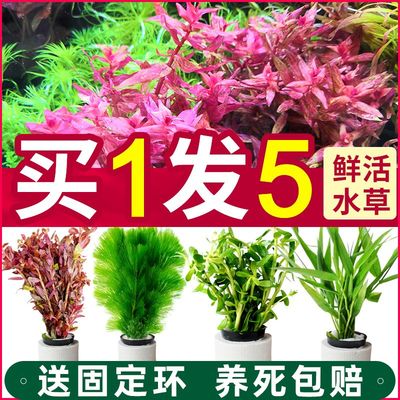 水草植物鱼缸造景套餐阴性活体真水榕沉木无土增氧绿菊红波蜈蚣草