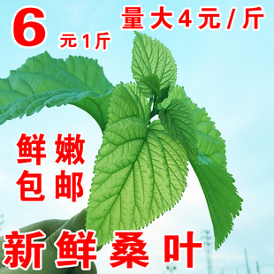 新鲜桑叶新鲜蚕宝宝学生养蚕桑叶喂蚕大叶小蚕鲜嫩活蚕卵基地现摘