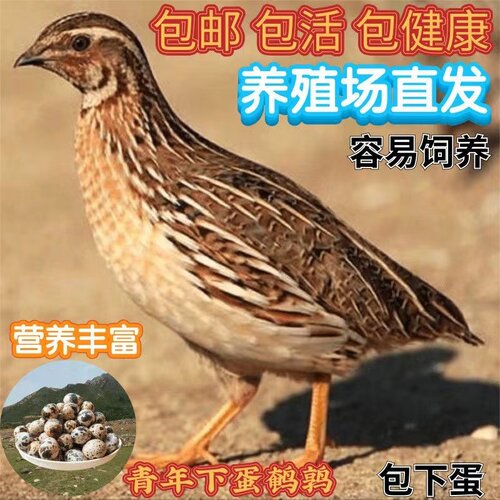 鹌鹑活苗下蛋繁殖鹌鹑活物家养鸡苗阳台养宠物黄羽沙维鹌鹑鸡活体
