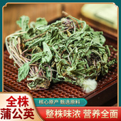 整根全株蒲公英根茶花叶500g中草药材整株干货非野生非特级正品