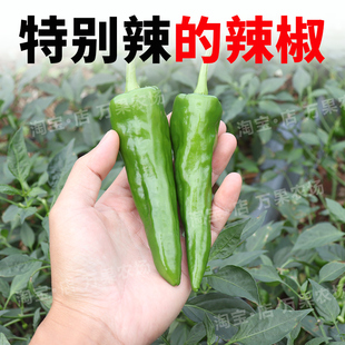 新鲜特辣薄皮辣椒辣妹子变态辣非樟树小米农家蔬菜当季整箱5斤装3