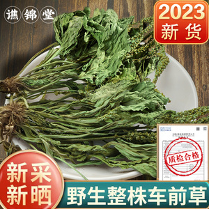 车前草500克g中药材干货新鲜袋泡茶茶包搭野生猫爪草猫抓草车前子