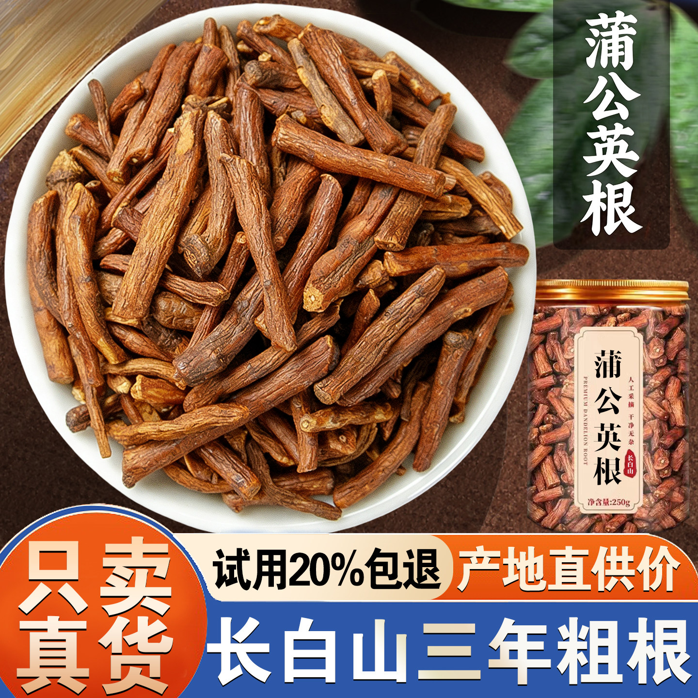 【6年老店】正宗长白山蒲公英根图片