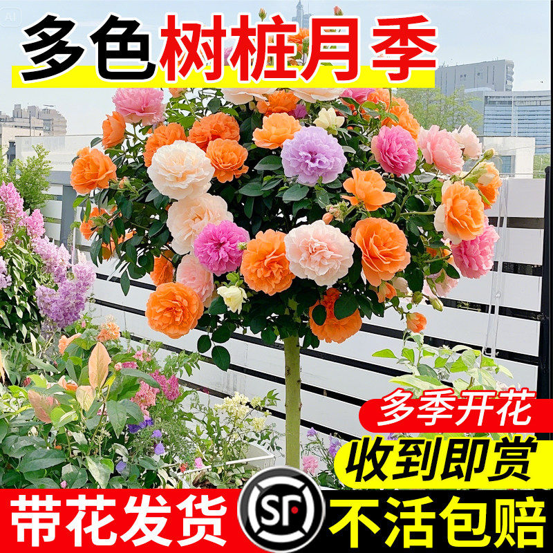 多色棒棒糖树桩月季花苗开花室外庭院月季花卉植物盆栽玫瑰花树苗