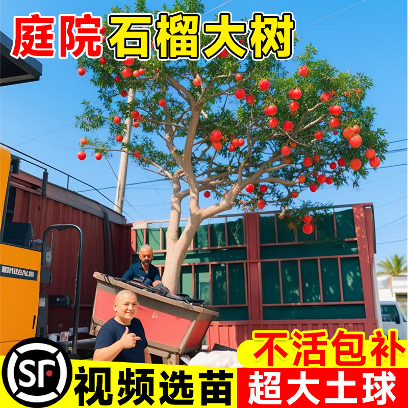 突尼斯软籽石榴树苗嫁接当年结果