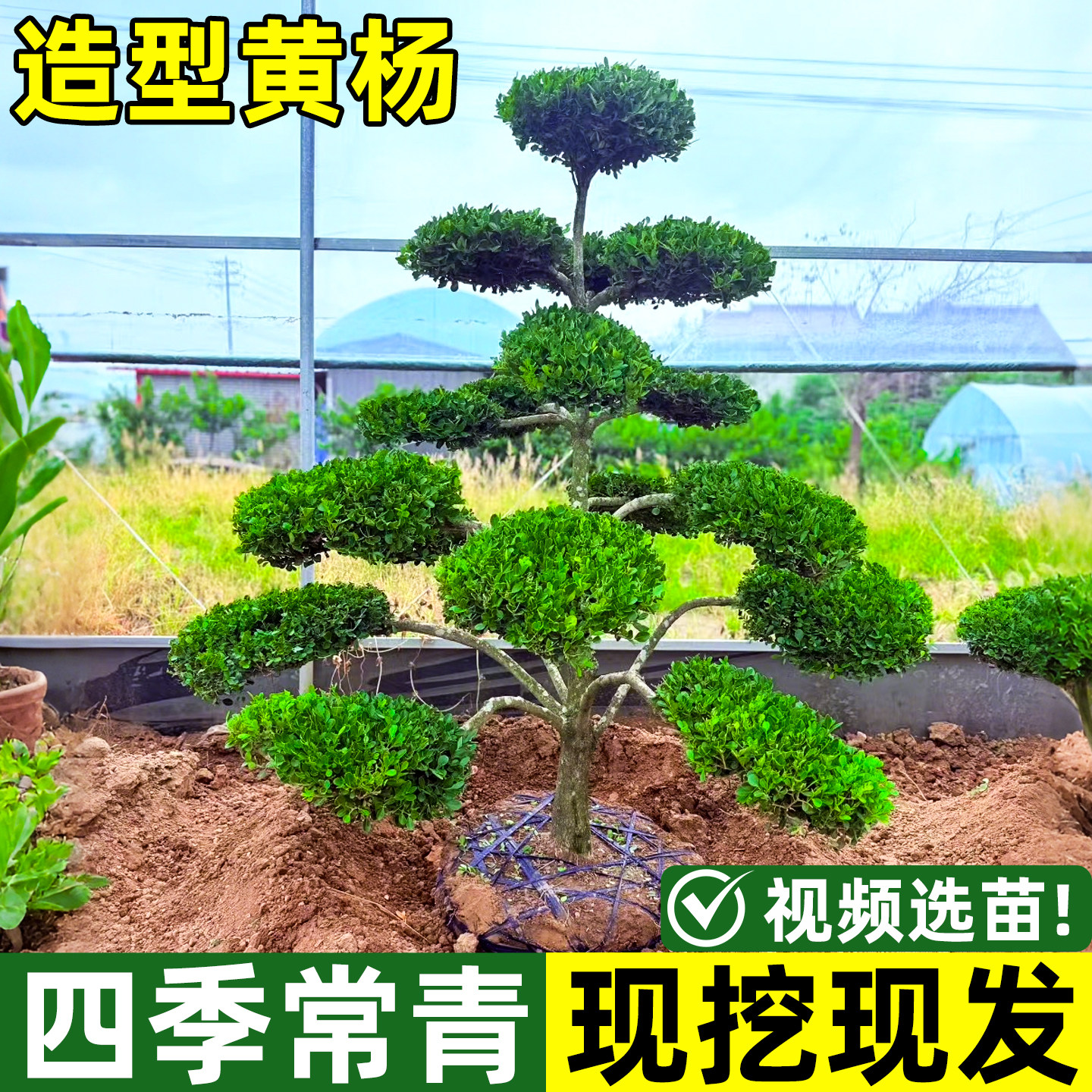 造型黄杨罗汉松黑松小叶女贞老桩盆景别墅小区绿化四季常青造型树