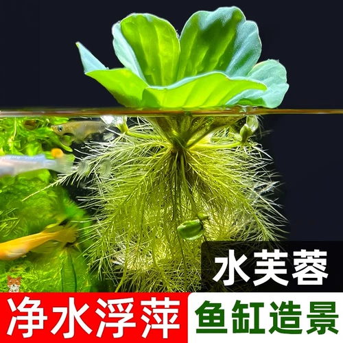 Гидропонный растение с гибискусом воды очищает качество воды водой