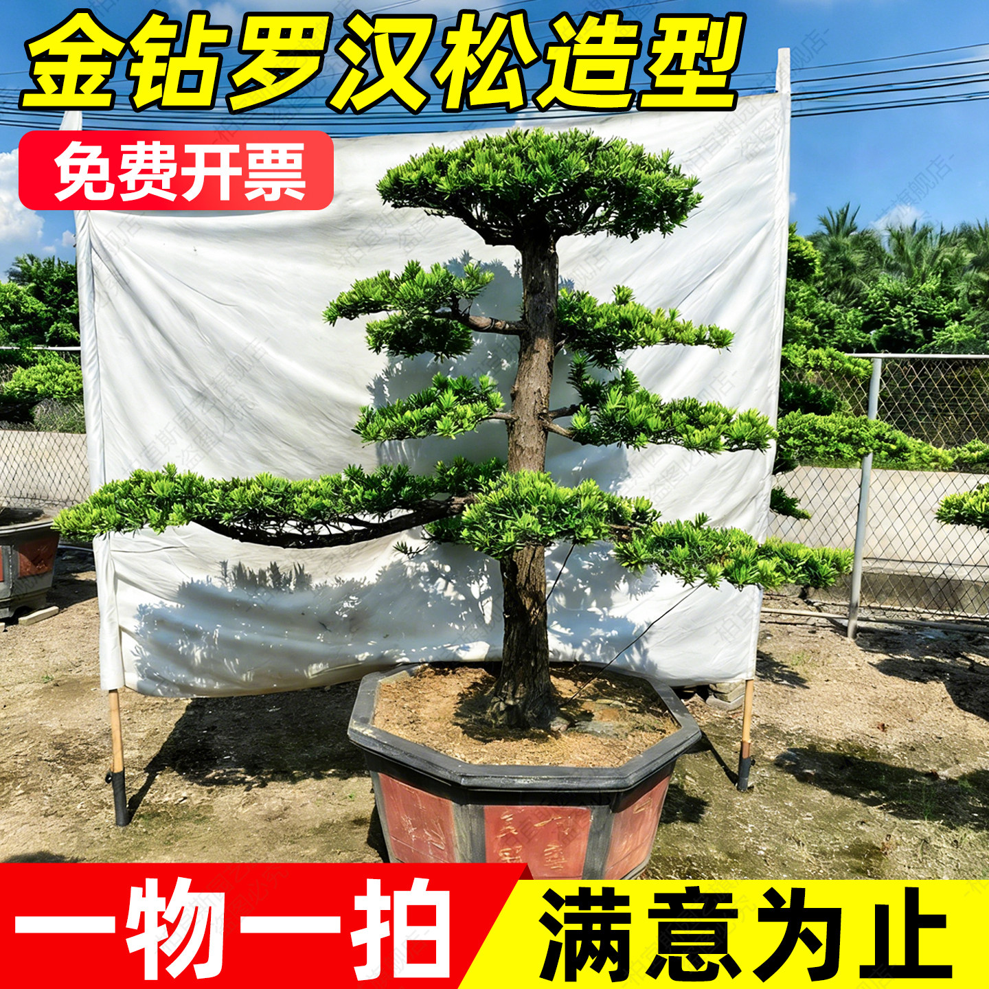 罗汉松盆景一物一拍精品造型黄杨亮晶女贞红花继木树形优南北种植