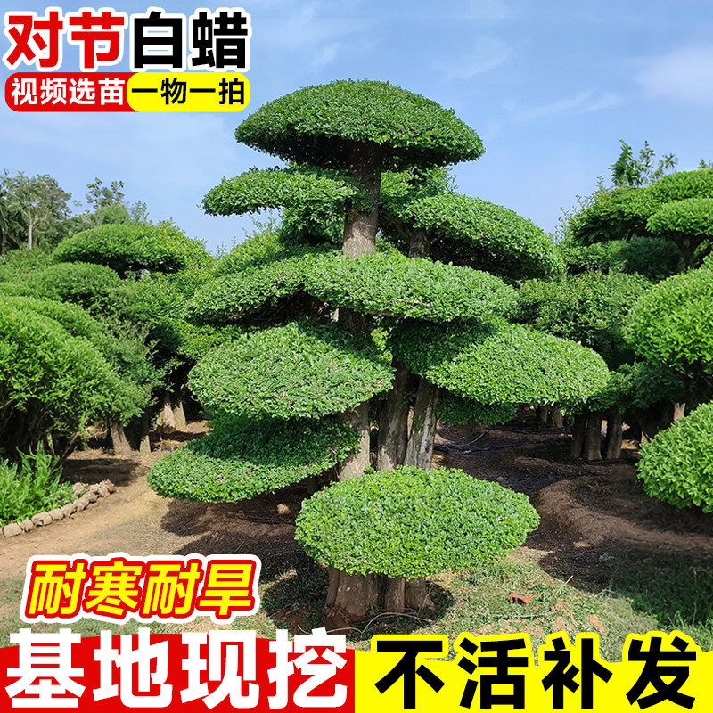 对节白蜡庭院造型树盆景别墅公园风景树造型对接白蜡四季耐寒植物