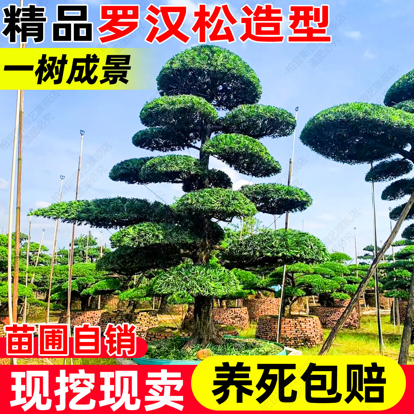 金钻罗汉松精品地栽造型优美易养黄杨女贞造景花卉耐寒耐旱树苗