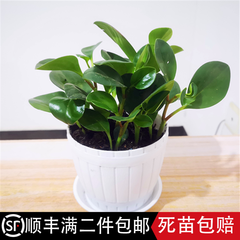 办公室内桌面盆栽植物青叶碧玉 又叫豆瓣绿小家碧玉 花卉绿植包邮