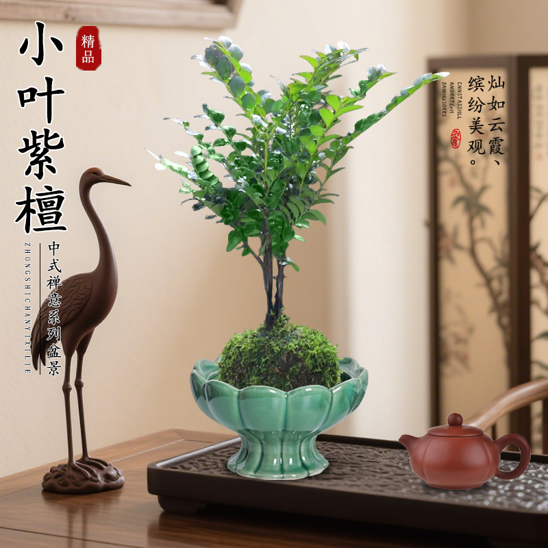 正宗小叶紫檀盆栽水培苔藓球办公桌桌面阳台治愈旺财绿植新手好养