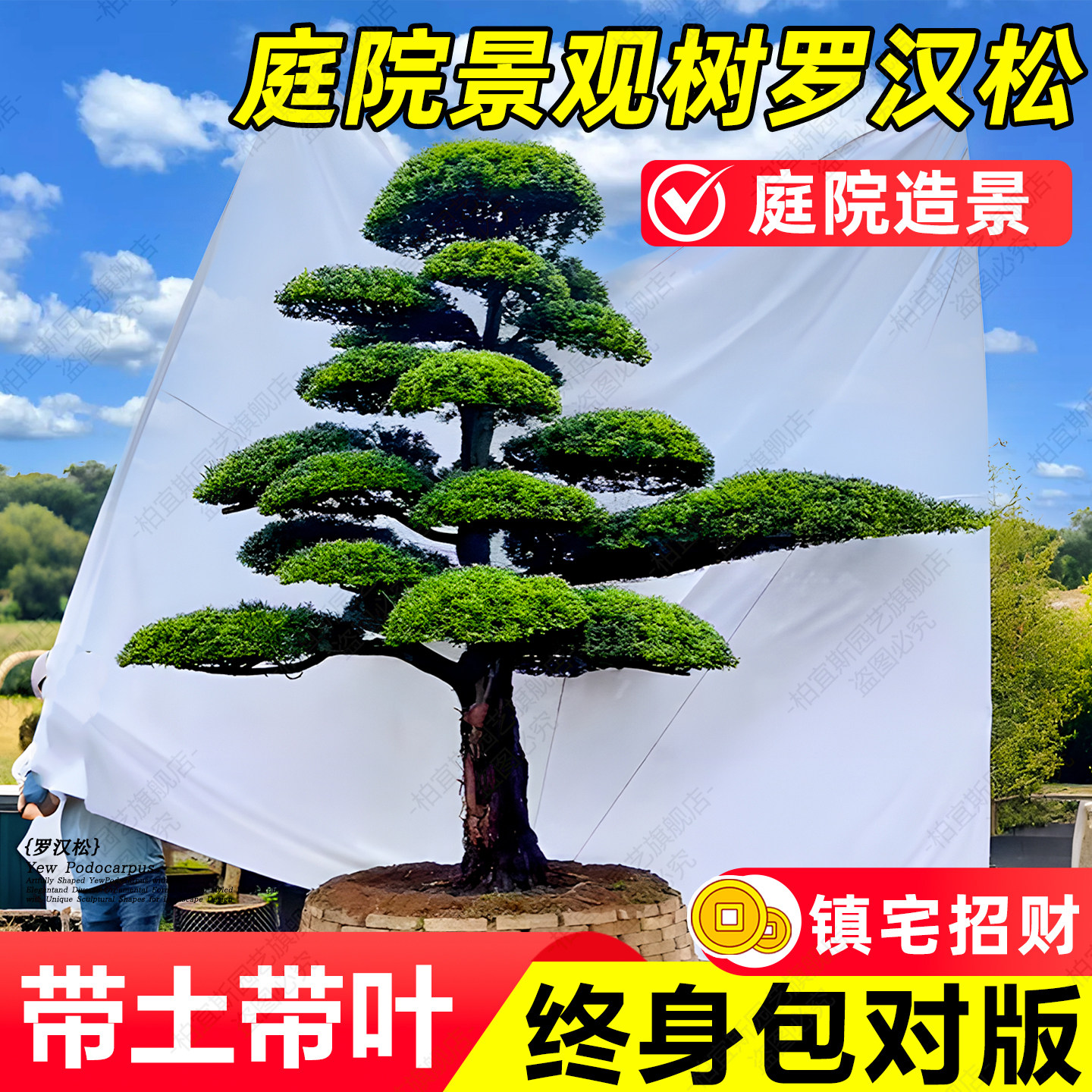 盆栽罗汉松盆景庭院别墅老桩造景树黄杨女贞镇宅招财地栽造型树苗