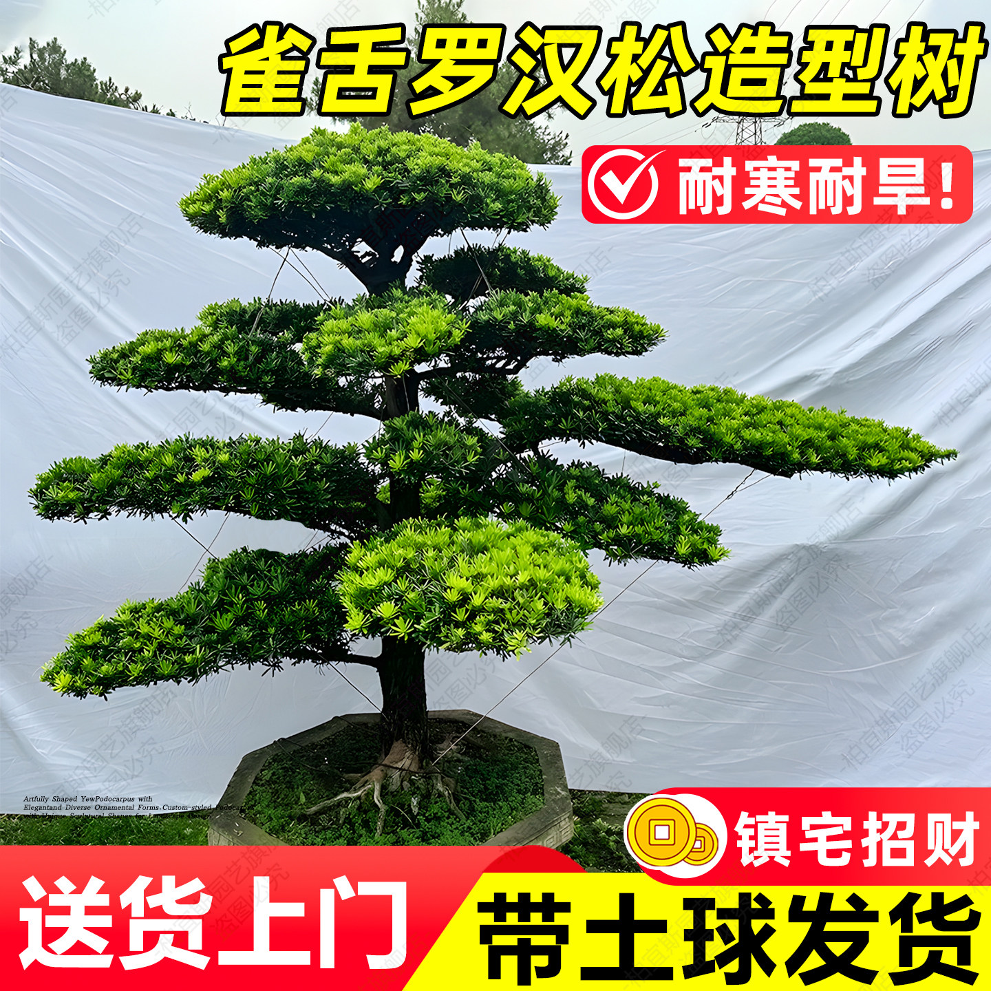 雀舌罗汉松造型树老桩黄杨女贞四季常绿家宅旺财地栽造景树木盆景
