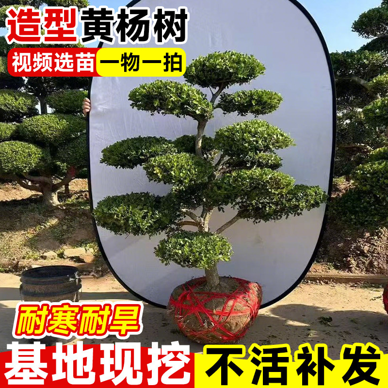 小叶黄杨树庭院别墅造型绿化进化空气四季常青树苗雀氏黄杨盆景树