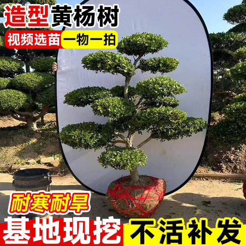 小叶黄杨树庭院别墅造型绿化进化空气四季常青树苗雀氏黄杨盆景树