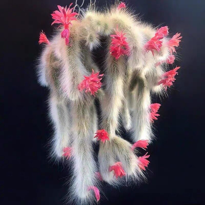 九尾狐猴尾柱多肉仙人球浓白毛九多肉植物