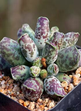 海豹多肉植物水泡系超萌梅花鹿奇趣多肉花卉盆栽绿植室内阳台植物