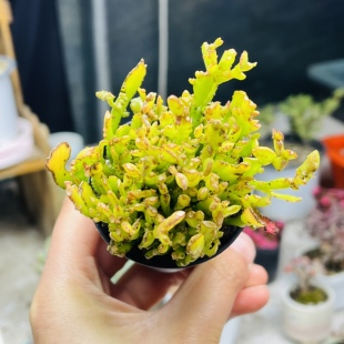 姬昙花多肉植物一颗包邮新手好养活小盆栽花卉阳台