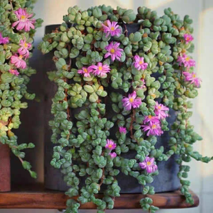 碧玉莲多肉植物群生老桩开花肉肉植物阳台桌面吊兰盆栽新手好养活